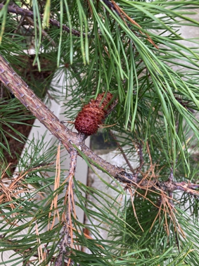 Lodgepole pine closeup